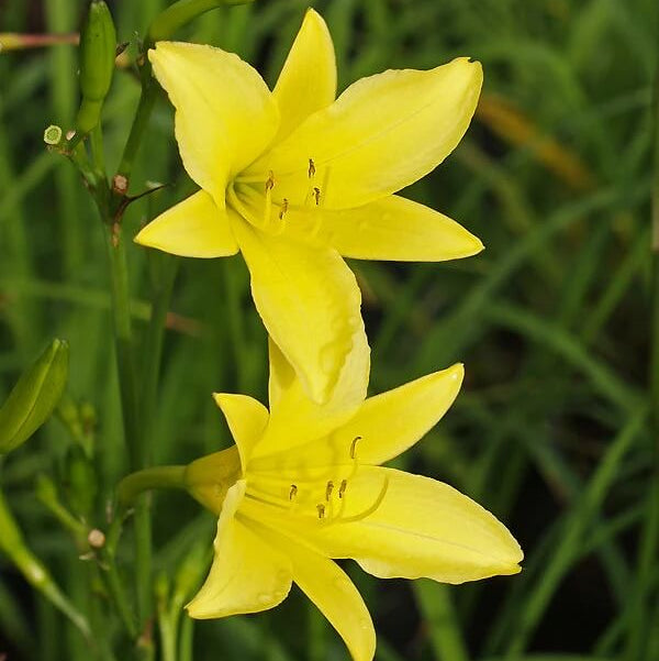 Hemerocallis citrina Baroni Daylily Seeds - Heirloom Flower Garden Seeds for Growing