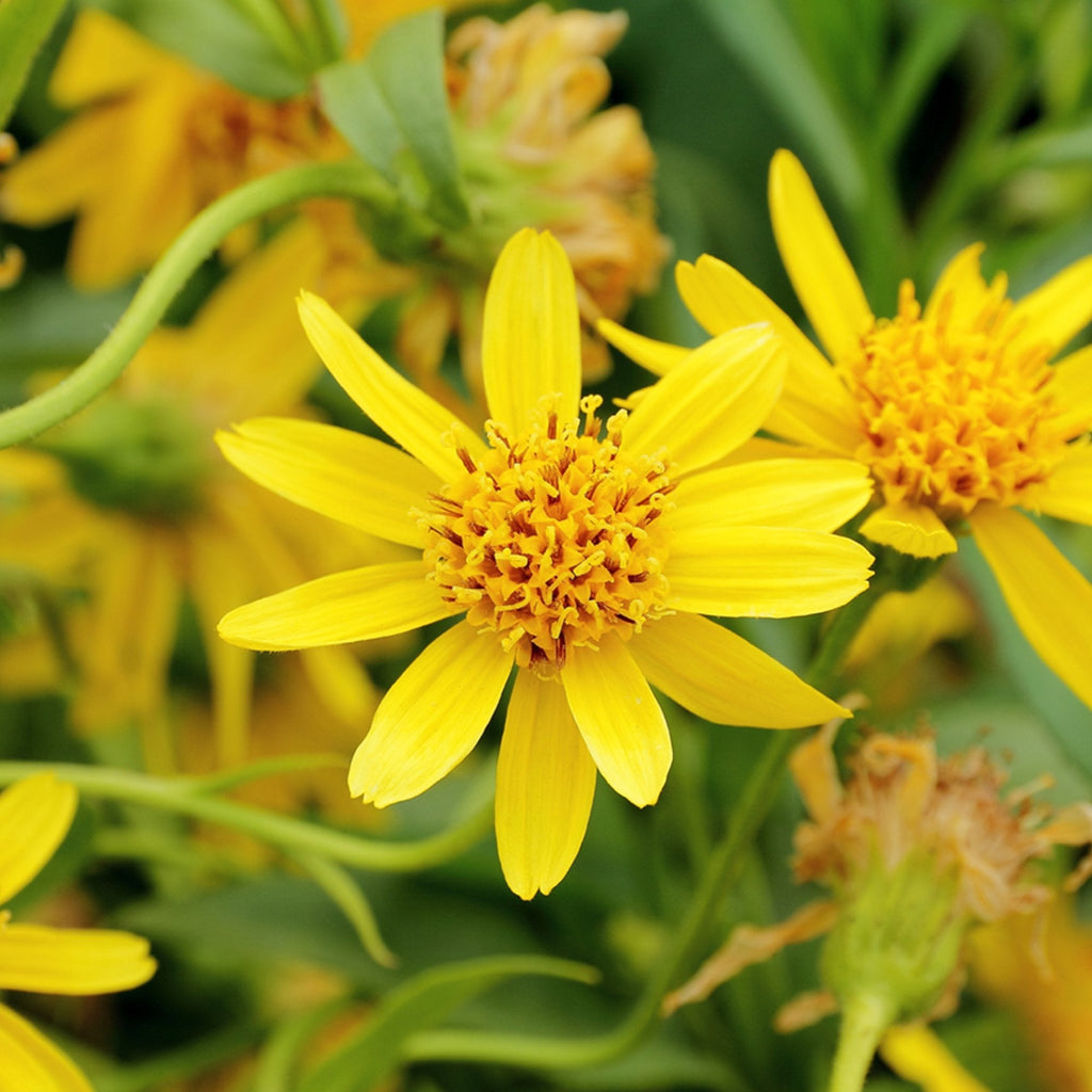 Herbaceous Perennial Arnica Seeds - Heirloom Flower Garden Seeds for Growing