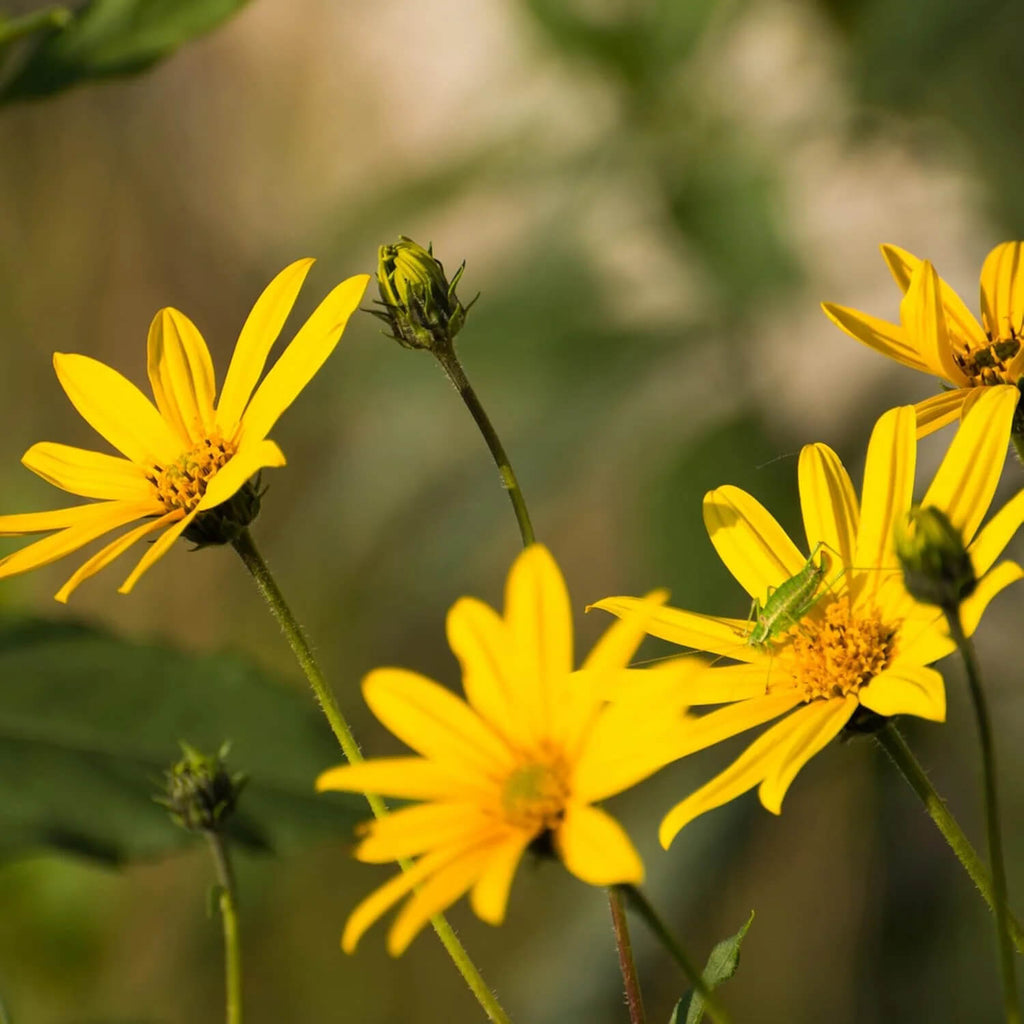 Herbaceous Perennial Arnica Seeds - Heirloom Flower Garden Seeds for Growing