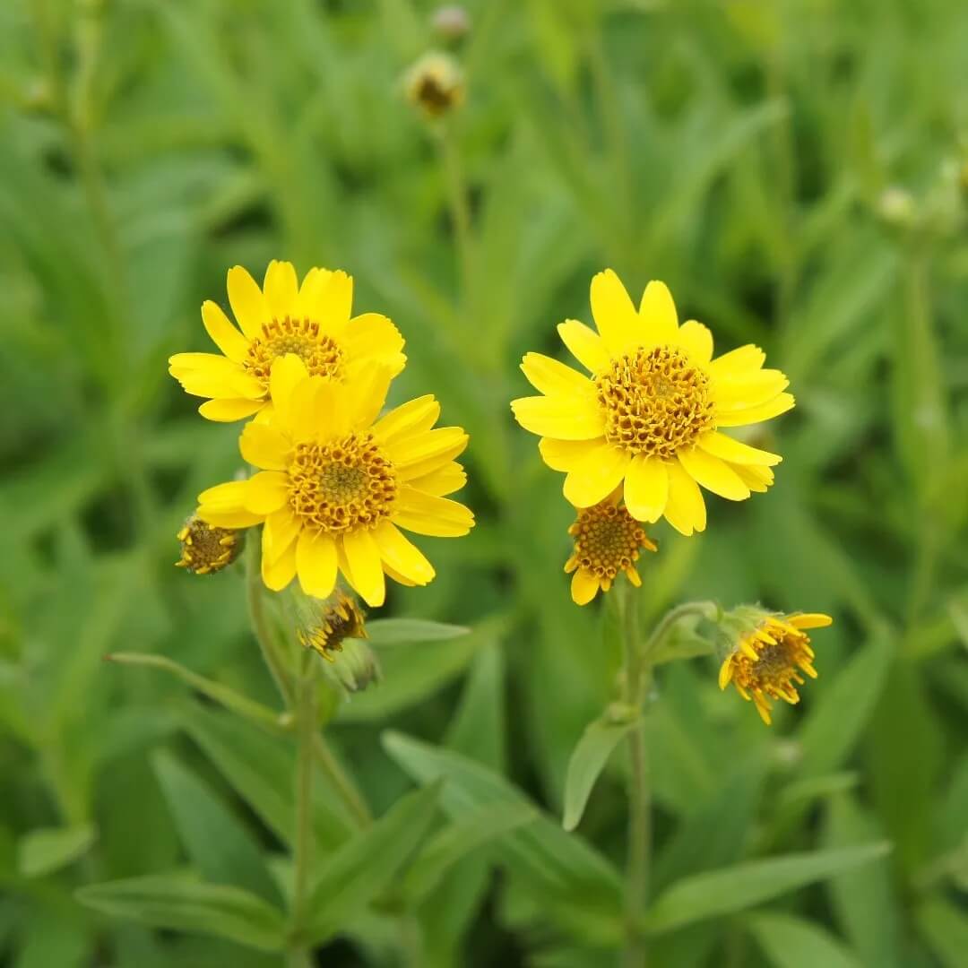 Herbaceous Perennial Arnica Seeds - Heirloom Flower Garden Seeds for Growing