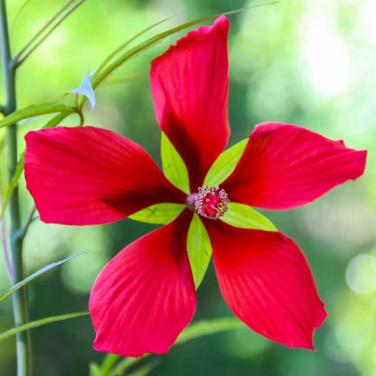Hibiscus Coccineus Texas Star Seeds - Heirloom Flower Garden Seeds for Growing