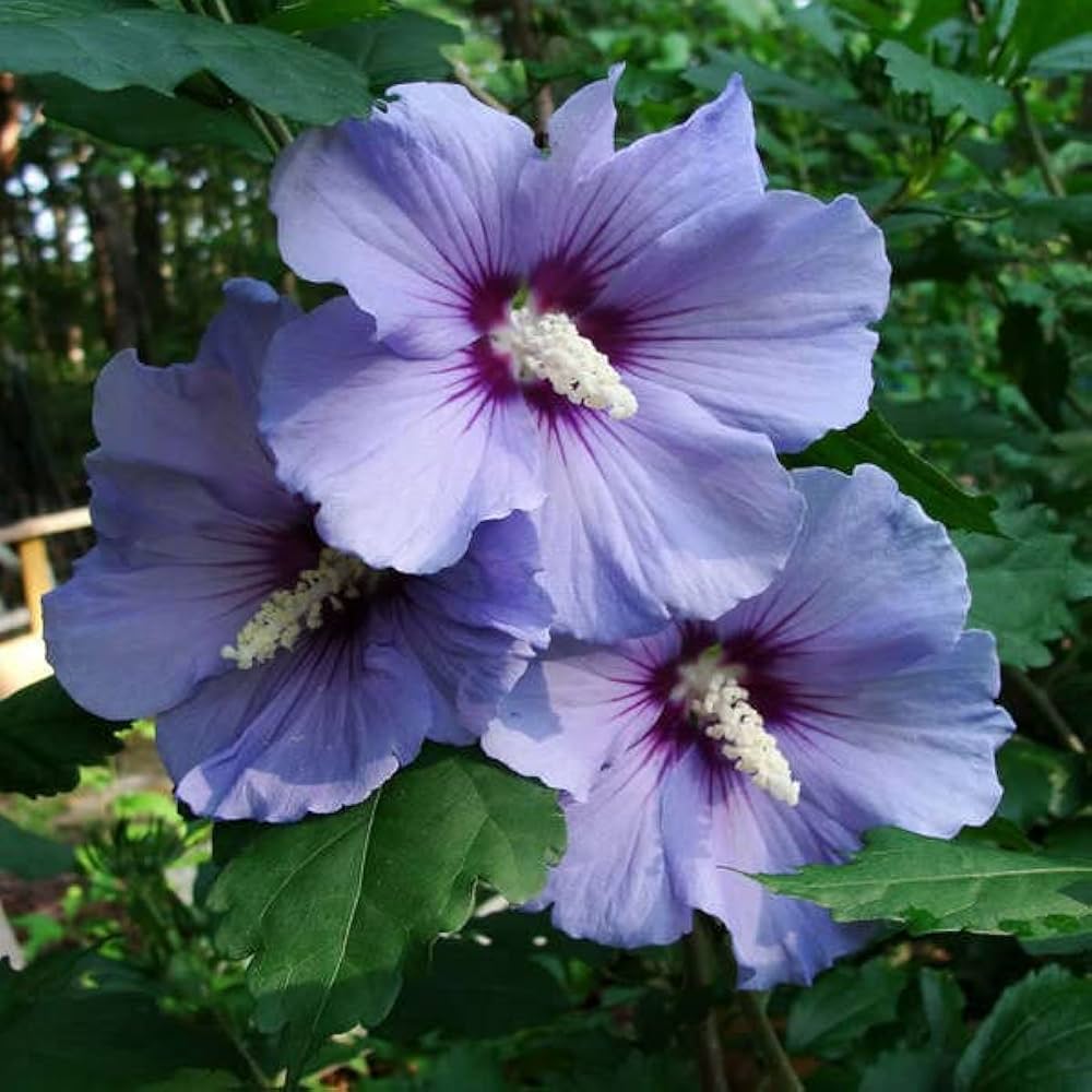 Purple Hibiscus Seeds - Heirloom Flower Garden Seeds for Growing