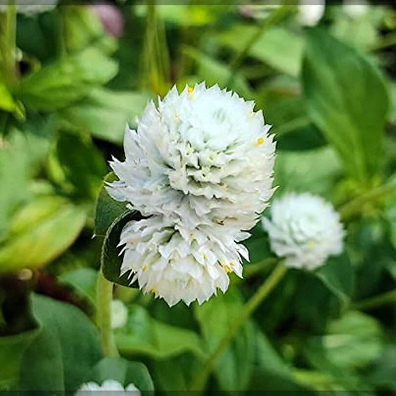 Higro White Gomphrena Seeds - Heirloom Flower Garden Seeds for Growing