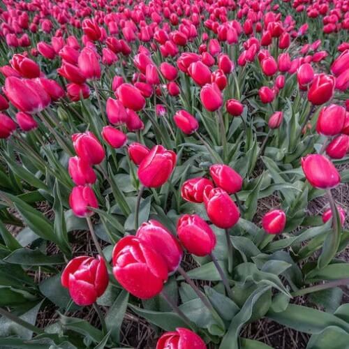 Holland Tulip Seeds - Flower Plant for Home Gardens