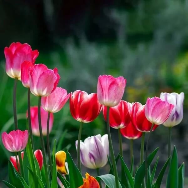 Holland Tulip Seeds - Flower Plant for Home Gardens