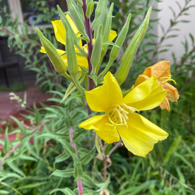 Hookera Evening Primrose Seeds  - Heirloom Flower Garden Seeds for Growing