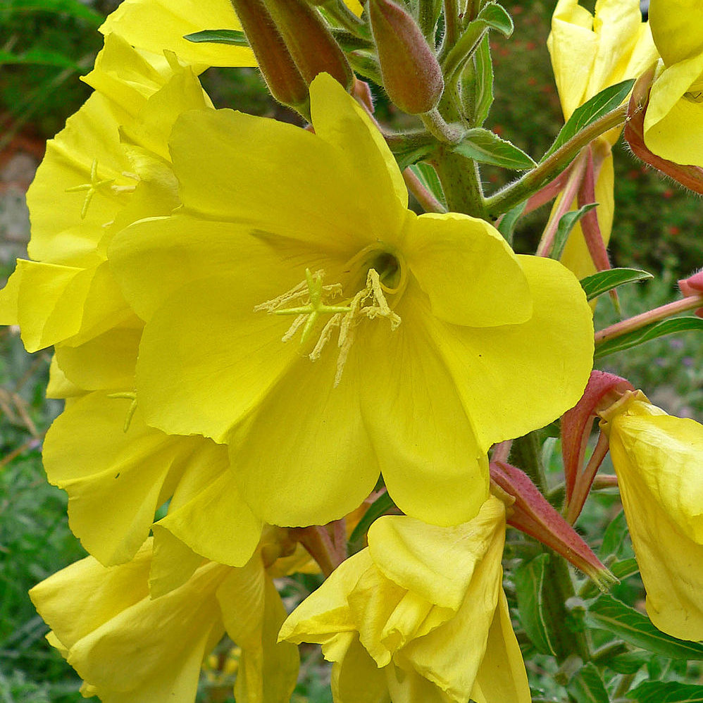 Hookera Evening Primrose Seeds  - Heirloom Flower Garden Seeds for Growing