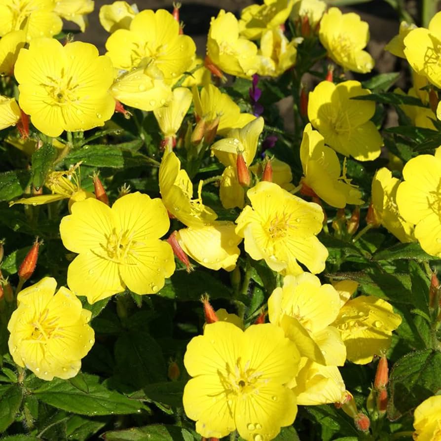 Hookera Evening Primrose Seeds  - Heirloom Flower Garden Seeds for Growing