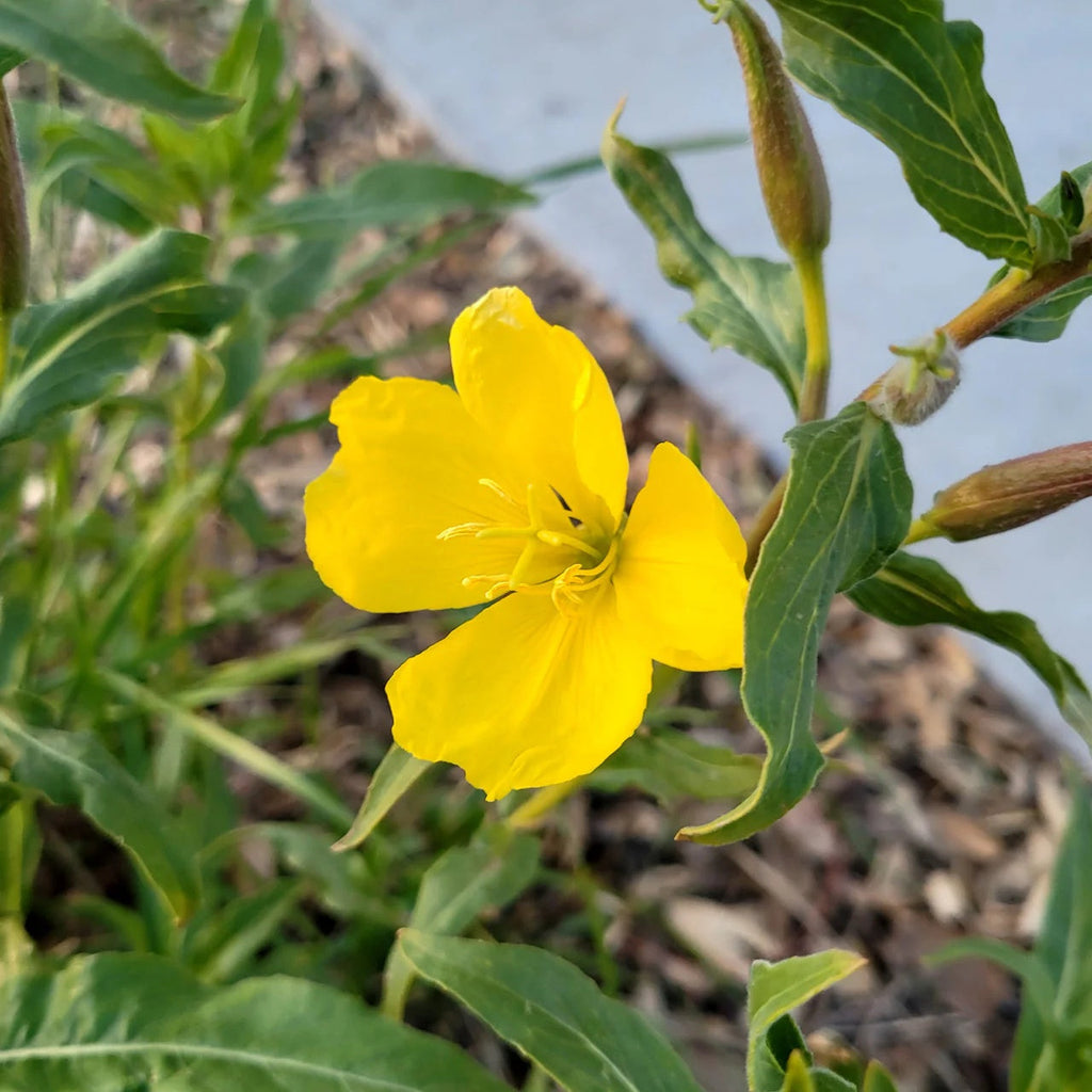 Hookera Evening Primrose Seeds  - Heirloom Flower Garden Seeds for Growing