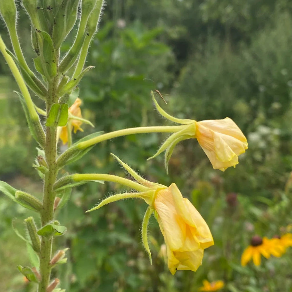 Hookera Evening Primrose Seeds  - Heirloom Flower Garden Seeds for Growing