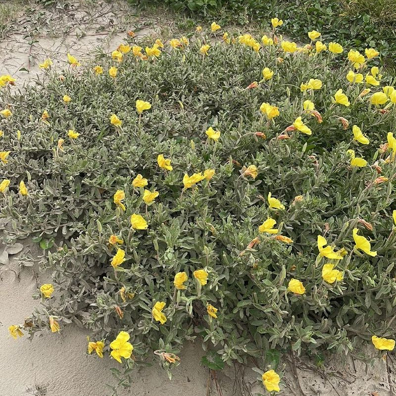 Hookera Evening Primrose Seeds  - Heirloom Flower Garden Seeds for Growing