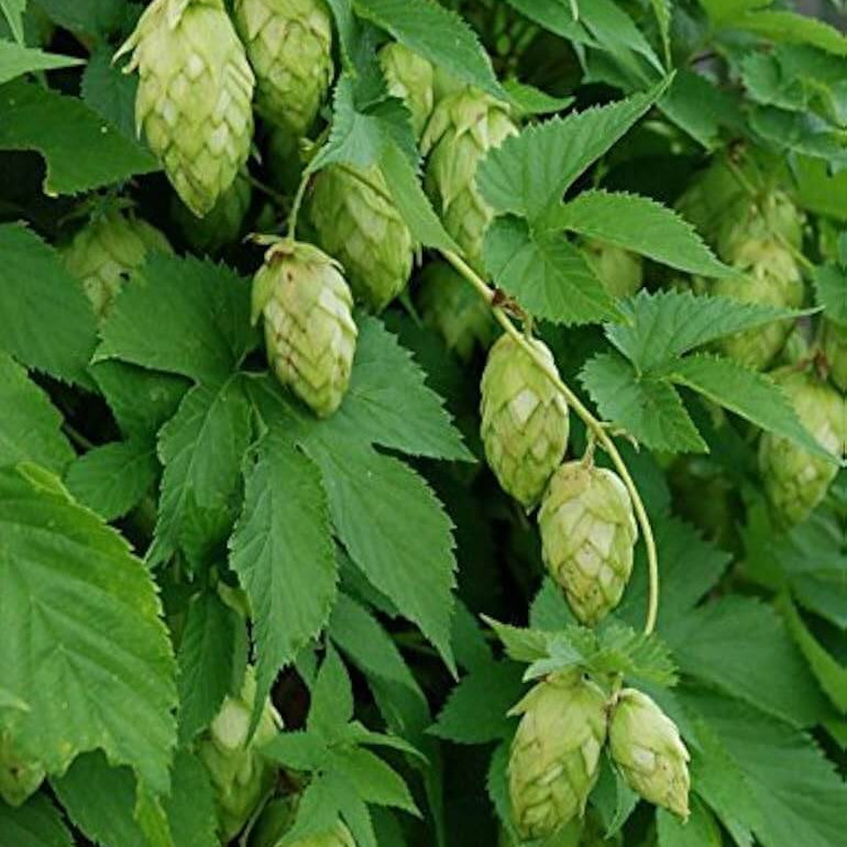 Hops Humulus lupulus Seeds - Heirloom Flower Garden Seeds for Growing