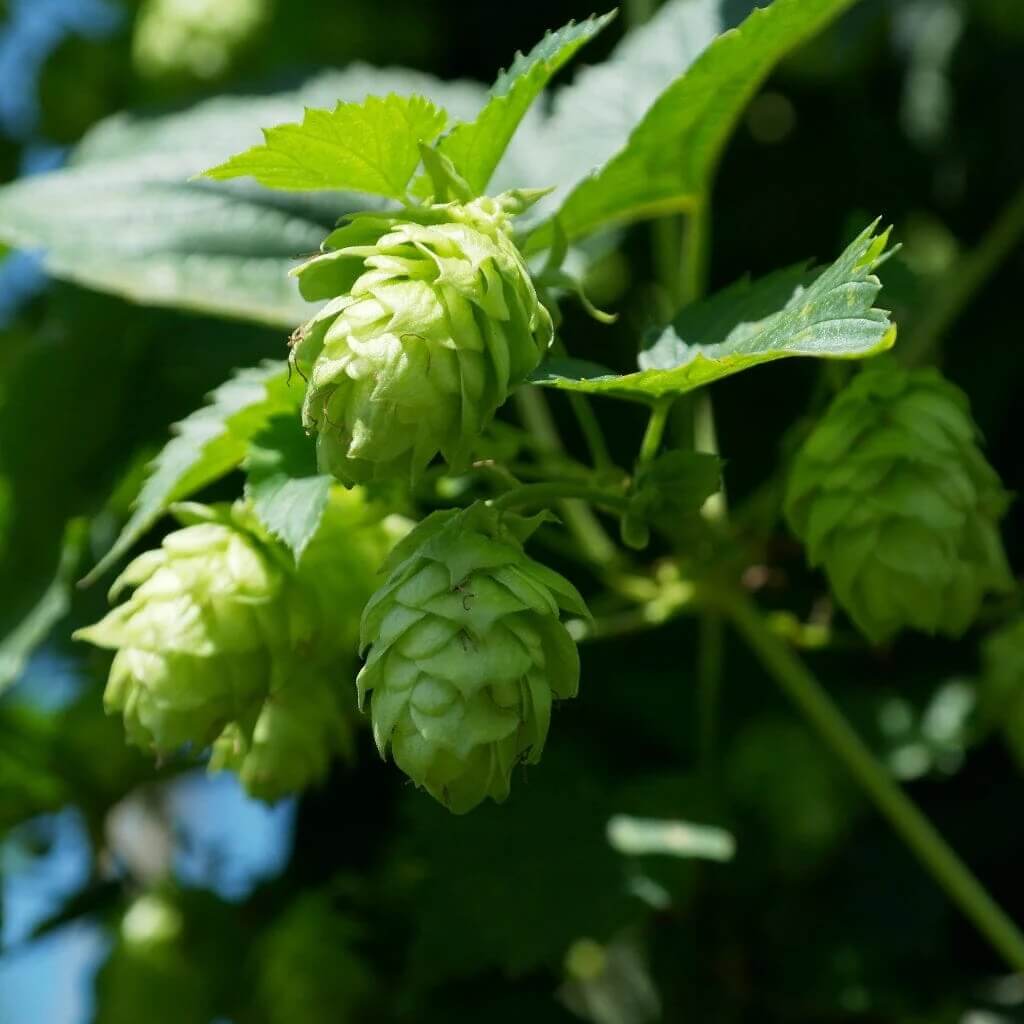 Hops Humulus lupulus Seeds - Heirloom Flower Garden Seeds for Growing