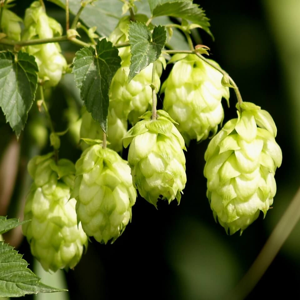 Hops Humulus lupulus Seeds - Heirloom Flower Garden Seeds for Growing