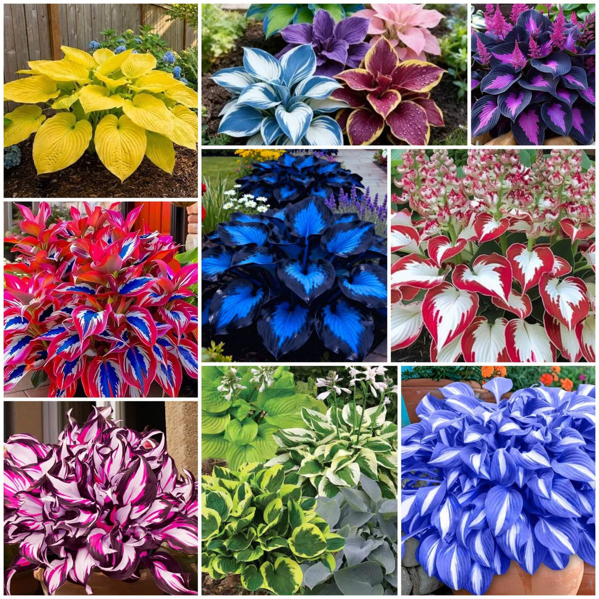 Hosta Seeds - Mixed Garden Seeds for Growing