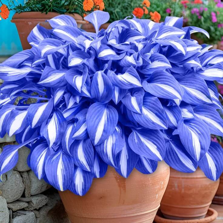 Hosta Seeds - Mixed Garden Seeds for Growing