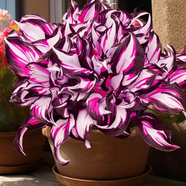Hosta Seeds - Mixed Garden Seeds for Growing
