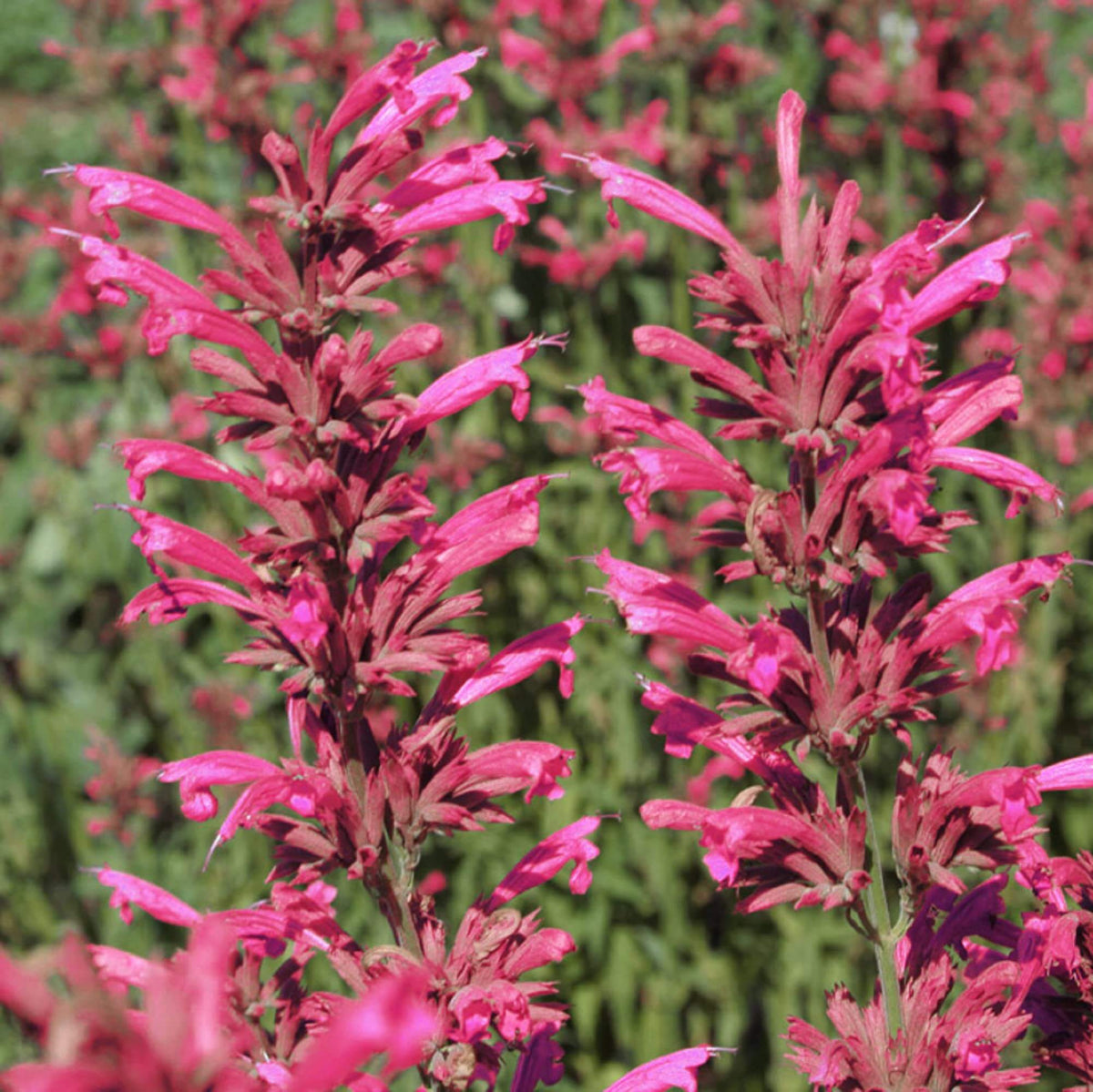 Hummingbird Mint Agastache Seeds - Heirloom Flower Garden Seeds for Growing