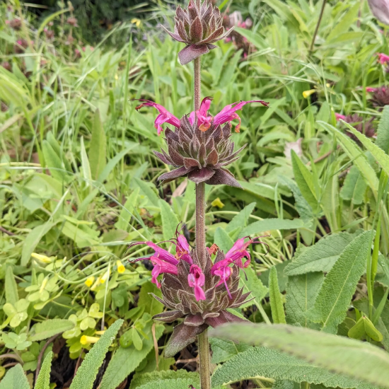 Hummingbird Sage Salvia Spathacea Seeds - Heirloom Flower Garden Seeds for Growing