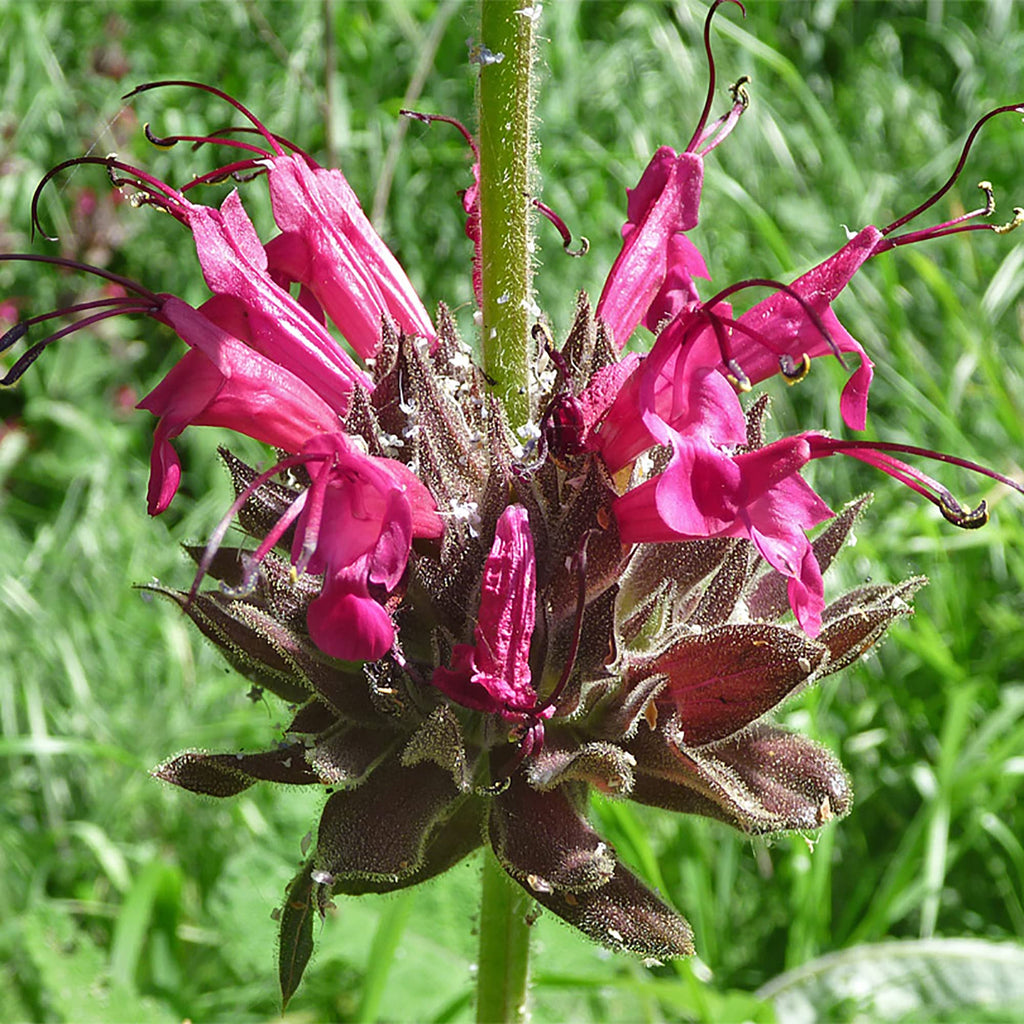 Hummingbird Sage Salvia Spathacea Seeds - Heirloom Flower Garden Seeds for Growing