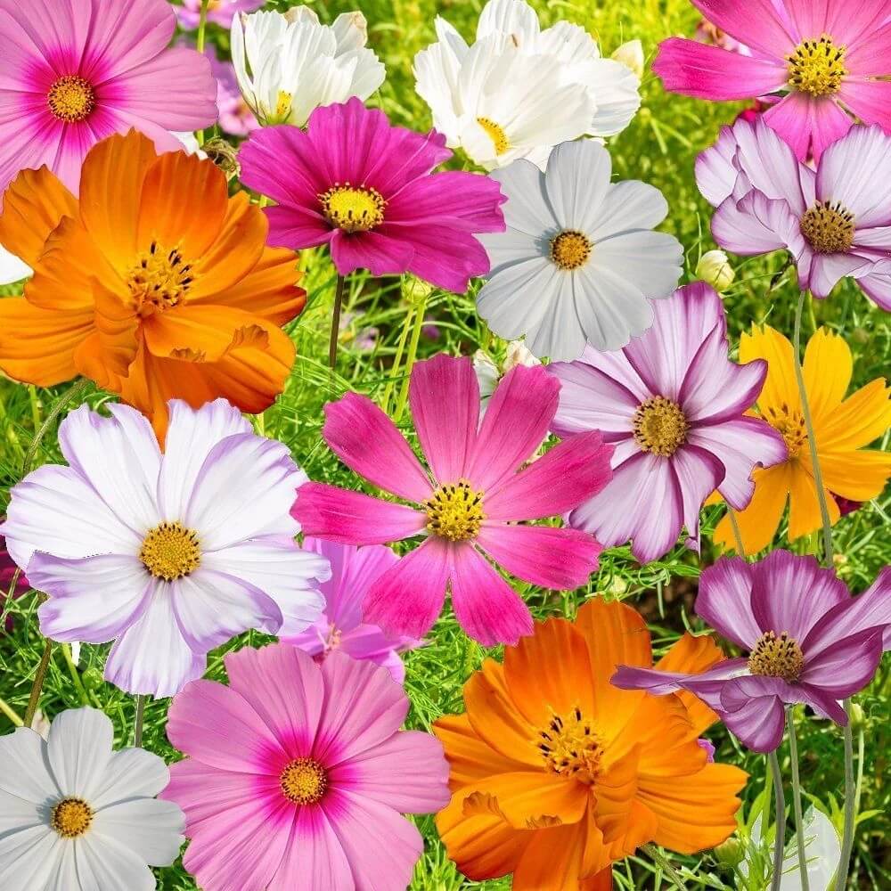 Hybrid Cosmos Seeds - Heirloom Flower Garden Seeds for Growing