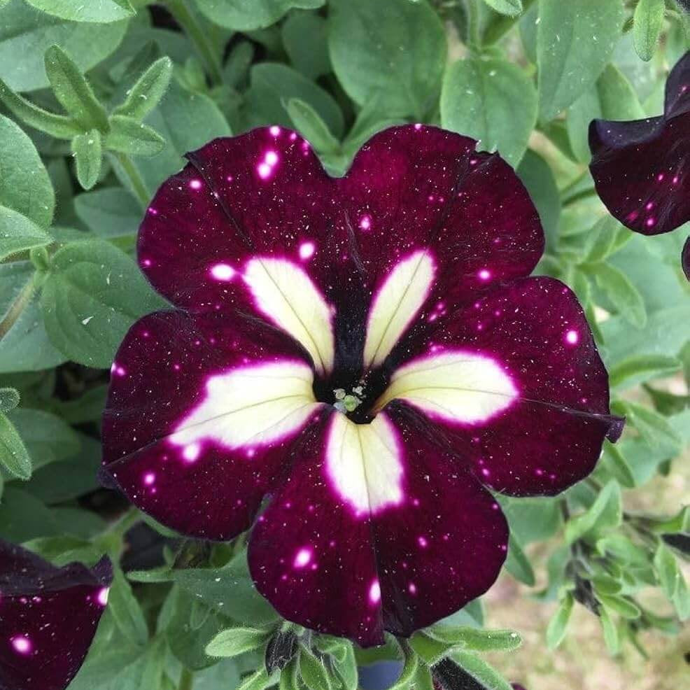 Hybrid Maroon Petunia Seeds - Heirloom Flower Garden Seeds for Growing