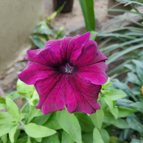 Hybrid Maroon Petunia Seeds - Heirloom Flower Garden Seeds for Growing