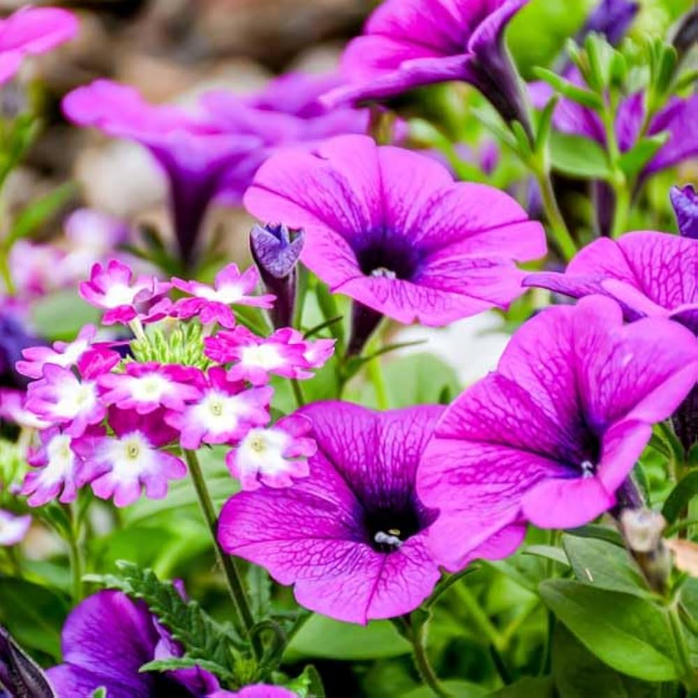 Hybrida Petunia Seeds - Heirloom Flower Garden Seeds for Growing