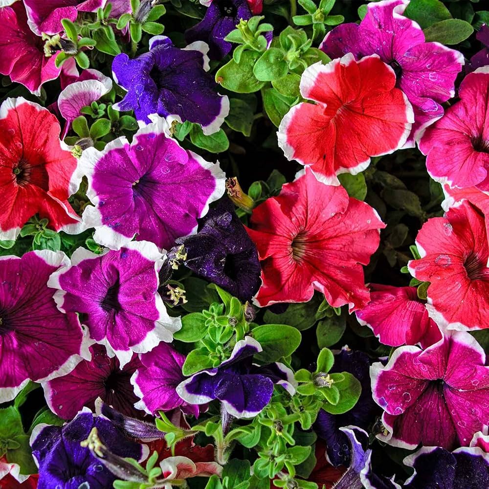 Hybrida Petunia Seeds - Heirloom Flower Garden Seeds for Growing