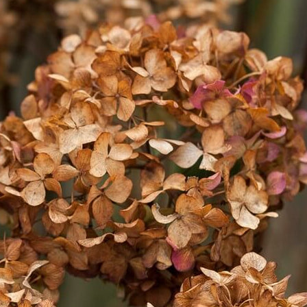 Brown Hydrangea Seeds - Heirloom Flower Garden Seeds for Growing