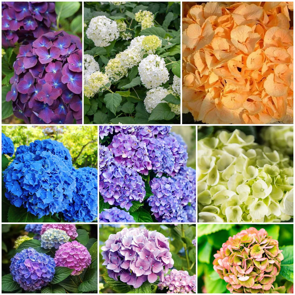 Hydrangea Seeds -  Mixed Garden Seeds for Growing