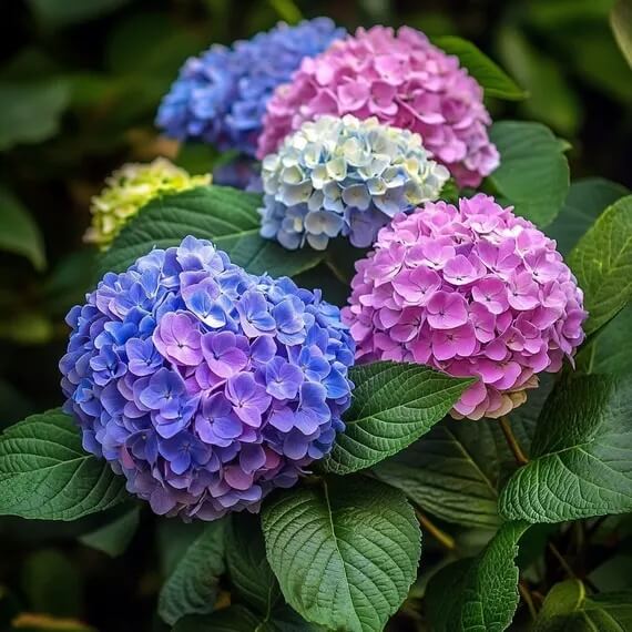 Hydrangea Seeds -  Mixed Garden Seeds for Growing