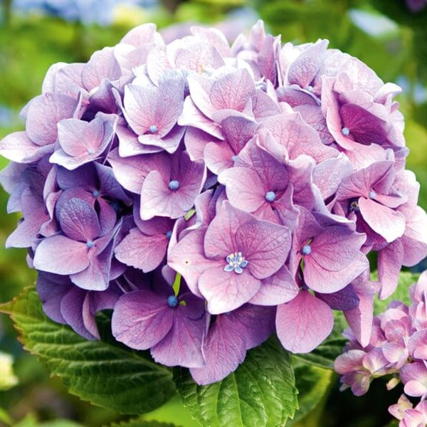 Hydrangea Seeds -  Mixed Garden Seeds for Growing