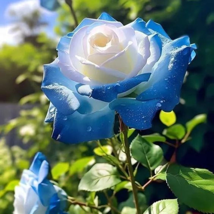 Ice Blue Rosa spp. Seeds - Heirloom Flower Garden Seeds for Growing