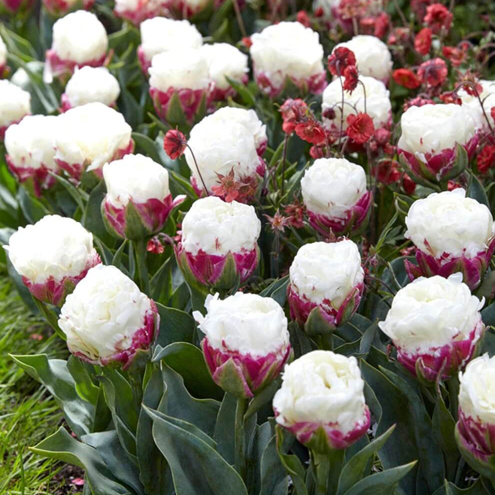 Ice Cream Tulip Seeds - Heirloom Flower Garden Seeds for Growing