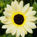 Ice Sunflower Seeds - Heirloom Flower Garden Seeds for Growing