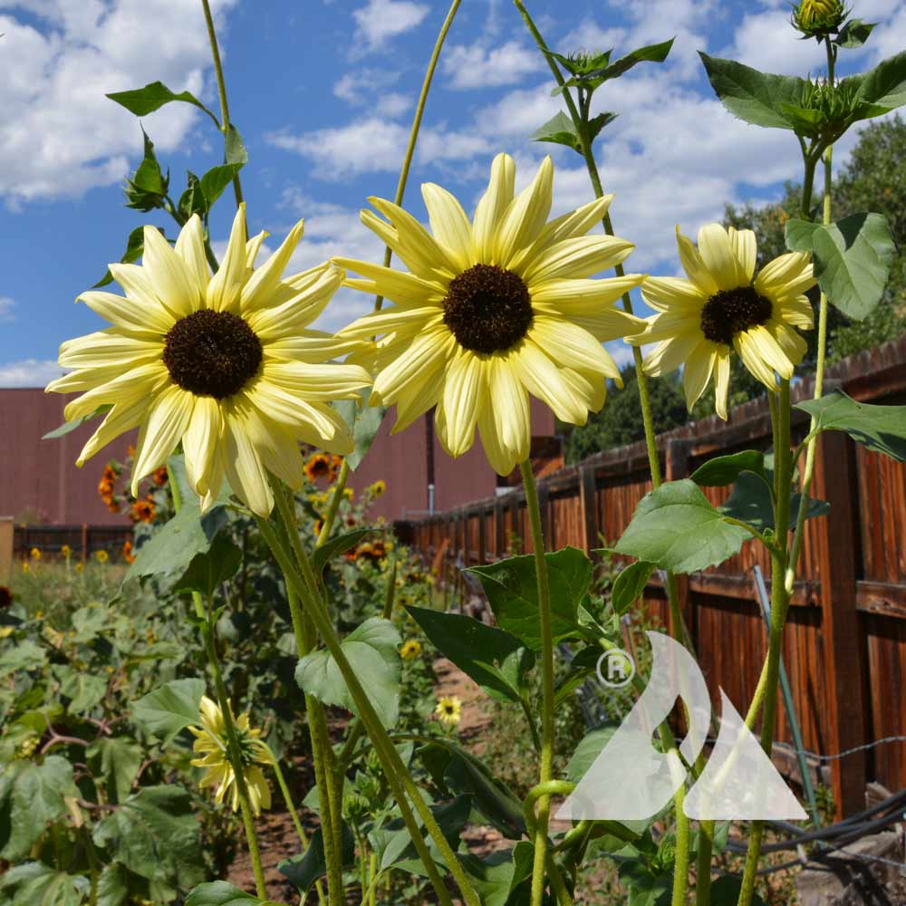Ice Sunflower Seeds - Heirloom Flower Garden Seeds for Growing