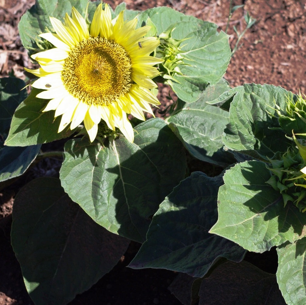 Ice Sunflower Seeds - Heirloom Flower Garden Seeds for Growing
