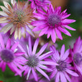 Immortal Xeranthemum Seeds - Heirloom Flower Garden Seeds for Growing