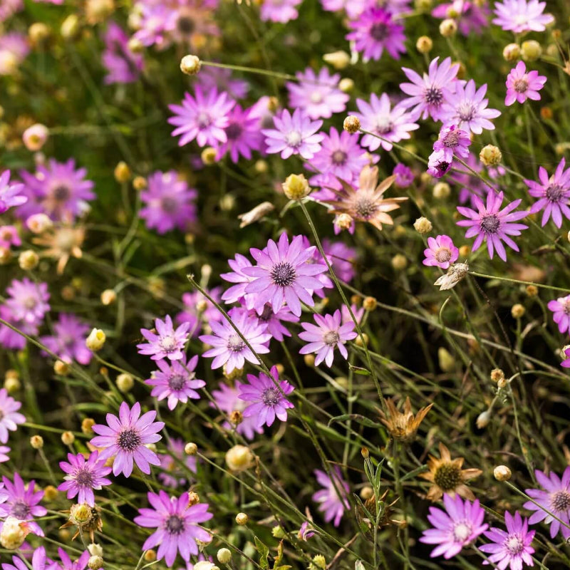 Immortal Xeranthemum Seeds - Heirloom Flower Garden Seeds for Growing