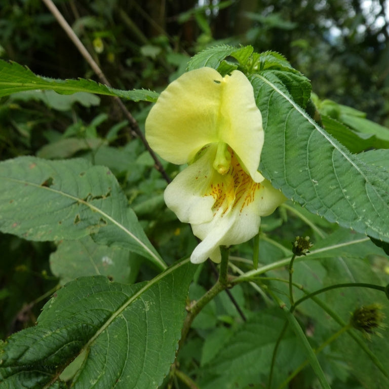 Impatiens Scabrida Seeds - Heirloom Flower Garden Seeds for Growing