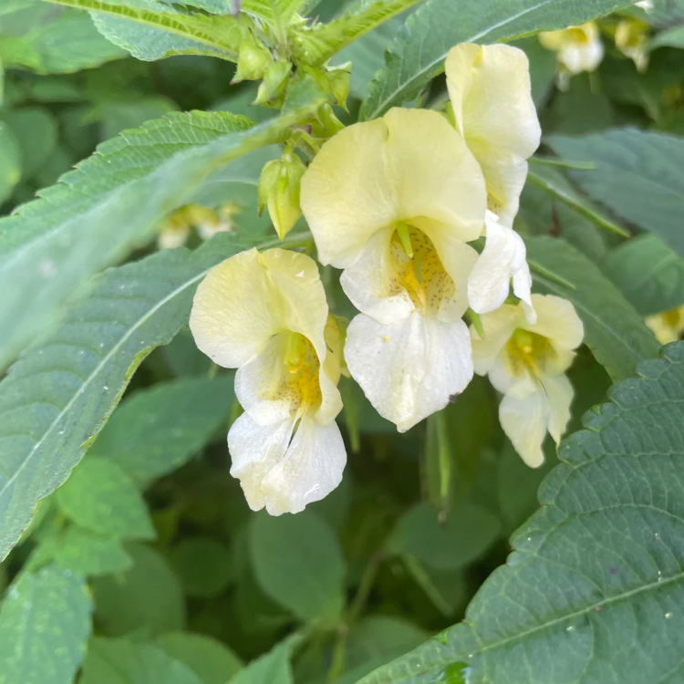 Impatiens Scabrida Seeds - Heirloom Flower Garden Seeds for Growing