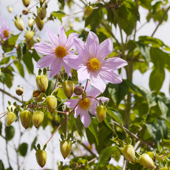 Imperialis Dahlia Seeds - Heirloom Flower Garden Seeds for Growing