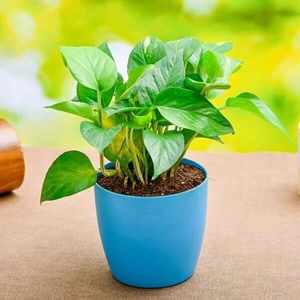 Indoor Money Plant Seeds 