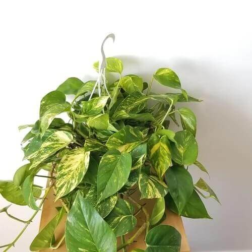 Indoor Money Plant Seeds 
