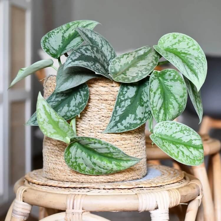 Indoor Money Plant Seeds 