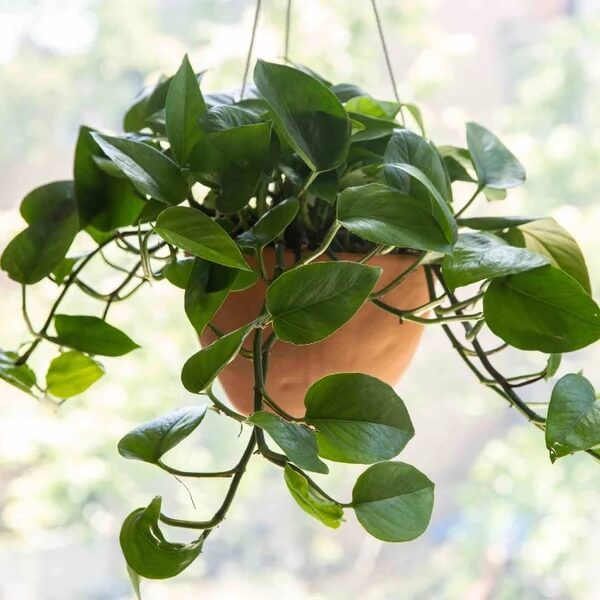 Indoor Money Plant Seeds 