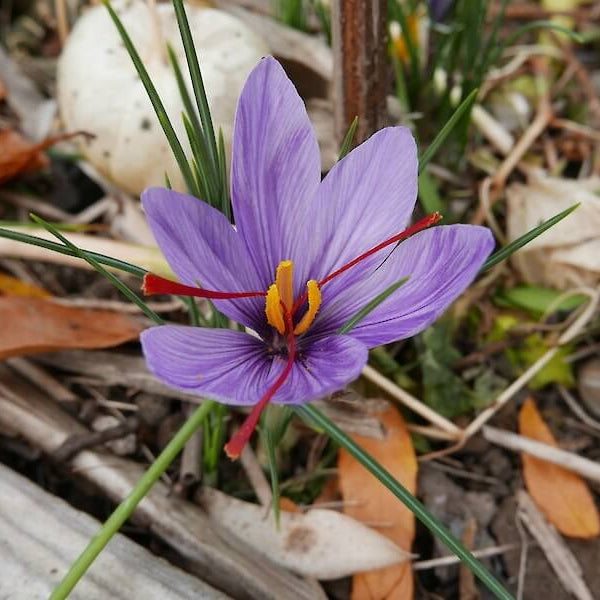 Indoor Saffron Growing seeds