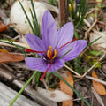 Indoor Saffron Growing seeds