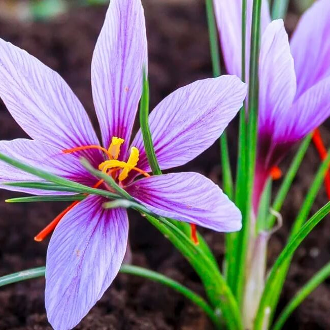 Indoor Saffron Growing seeds